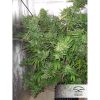 Auto Xtreme Haze de Dutch Passion