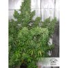 Auto Xtreme Haze de Dutch Passion