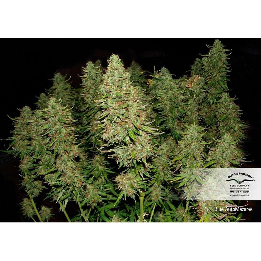 Blue Auto Mazar de Dutch Passion