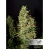 Blue Auto Mazar de Dutch Passion