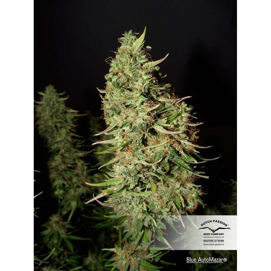 Blue Auto Mazar de Dutch Passion