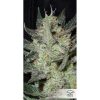 Blue Auto Mazar de Dutch Passion