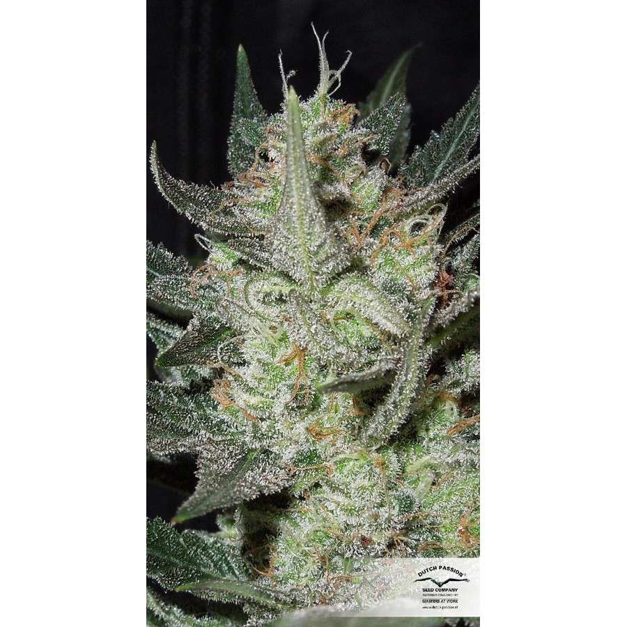 Blue Auto Mazar de Dutch Passion