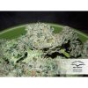 Blue Auto Mazar de Dutch Passion
