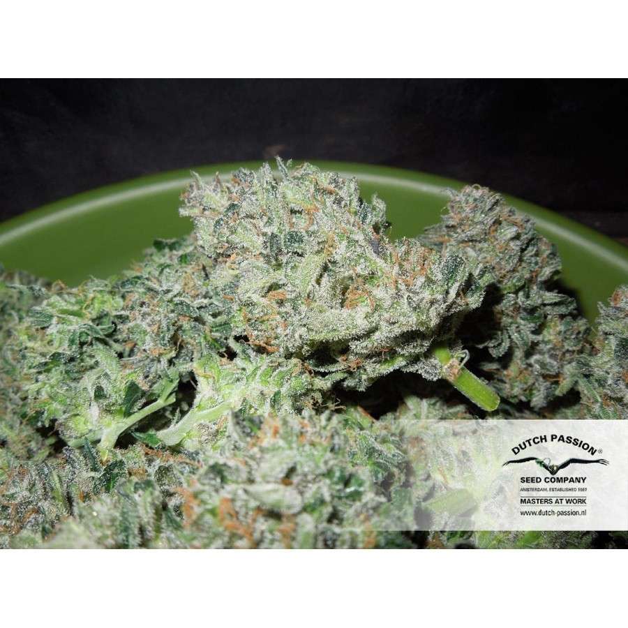 Blue Auto Mazar de Dutch Passion