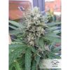 Blue Auto Mazar de Dutch Passion