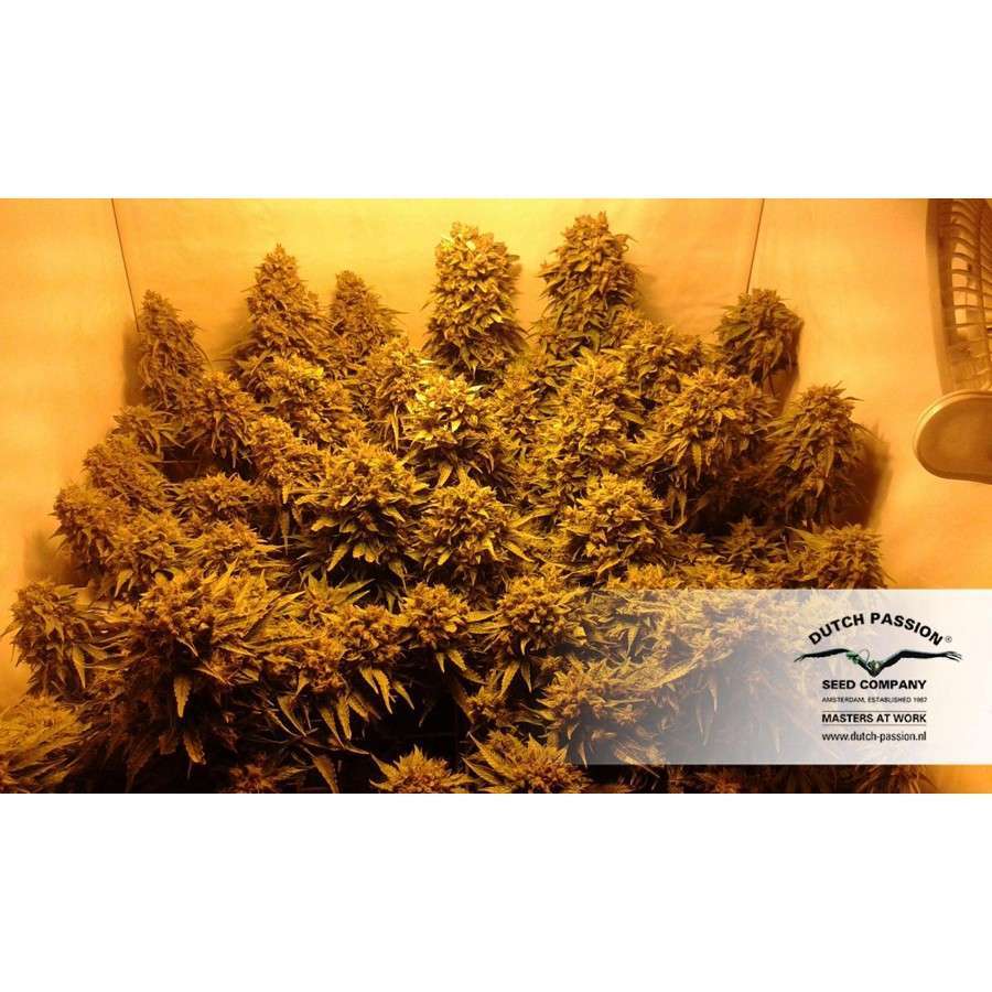 Blue Auto Mazar de Dutch Passion
