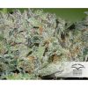 Blue Auto Mazar de Dutch Passion