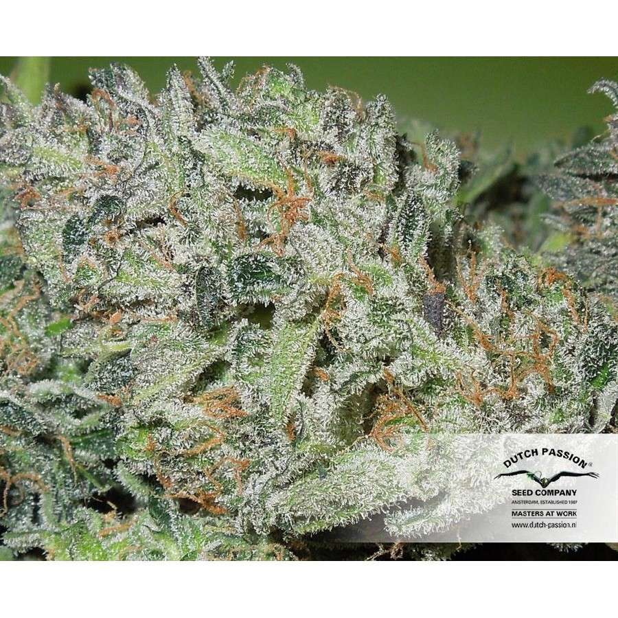 Blue Auto Mazar de Dutch Passion