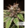 Blueberry feminizada de Dutch Passion