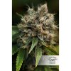 Blueberry feminizada de Dutch Passion
