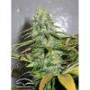 California Orange feminizada de Dutch Passion
