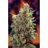 California Orange feminizada de Dutch Passion