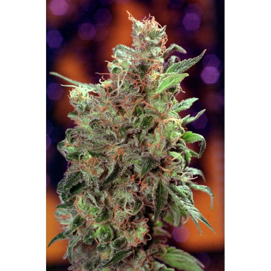 California Orange feminizada de Dutch Passion