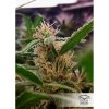 California Orange feminizada de Dutch Passion