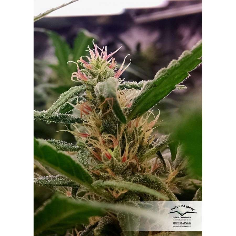 California Orange feminizada de Dutch Passion