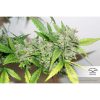 CBD Auto Compassion Lime de Dutch Passion