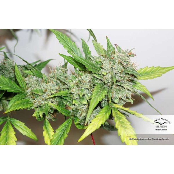 CBD Auto Compassion Lime de Dutch Passion