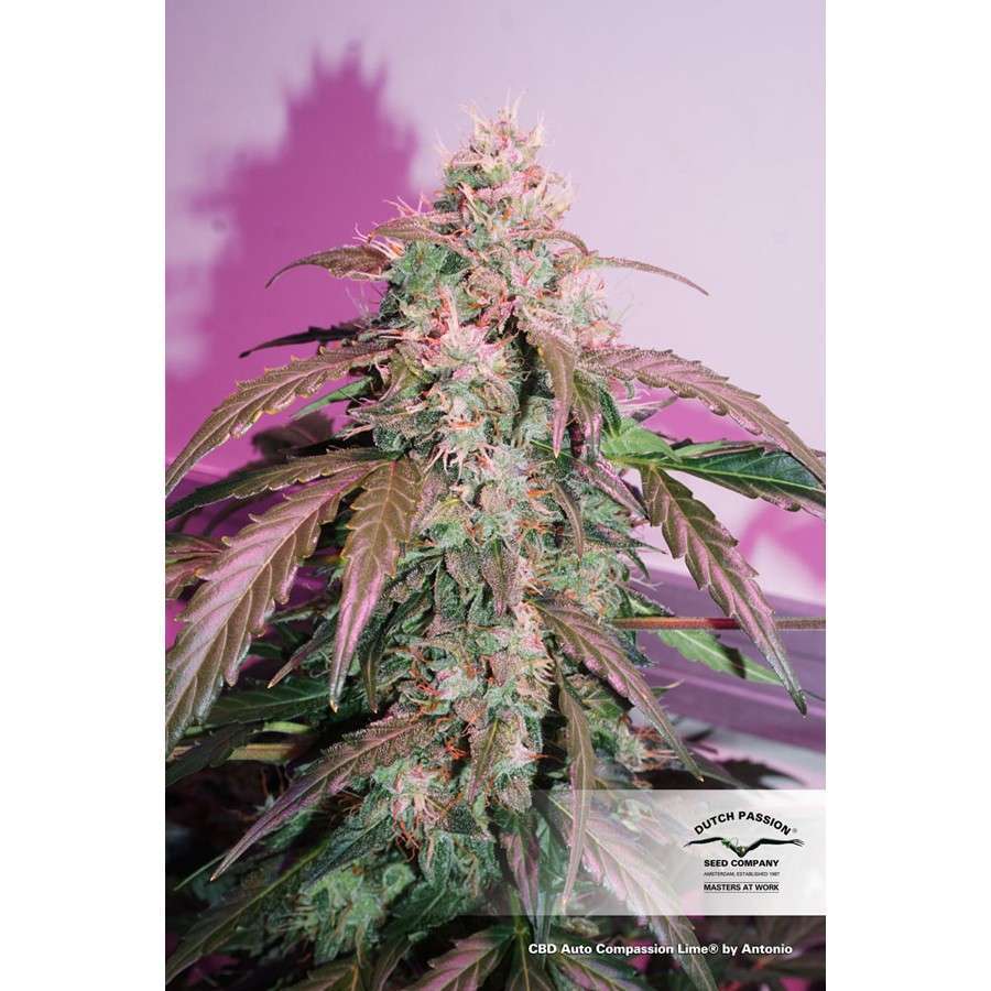 CBD Auto Compassion Lime de Dutch Passion