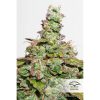 CBD Auto Compassion Lime de Dutch Passion
