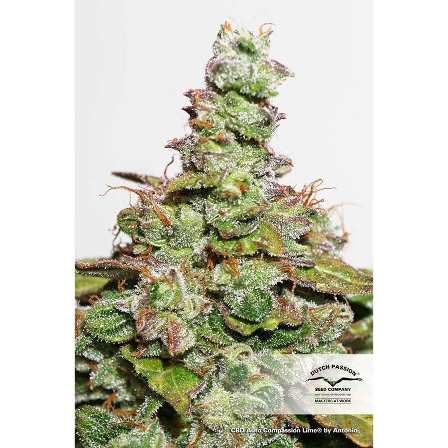 CBD Auto Compassion Lime de Dutch Passion