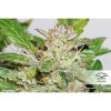 CBD Auto Compassion Lime de Dutch Passion