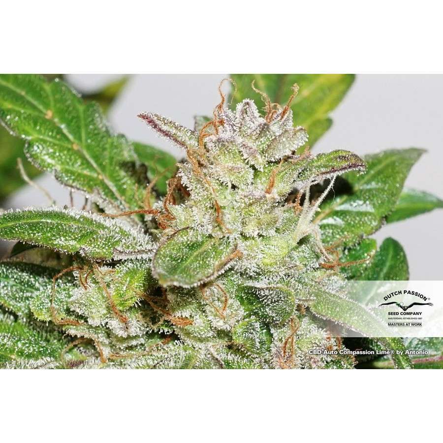 CBD Auto Compassion Lime de Dutch Passion