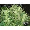 Durban Poison feminizada de Dutch Passion