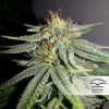 Durban Poison feminizada de Dutch Passion