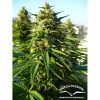 Frisian Dew feminizada de Dutch Passion