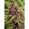 Frisian Dew feminizada de Dutch Passion