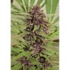Frisian Dew feminizada de Dutch Passion