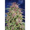 Frisian Dew feminizada de Dutch Passion