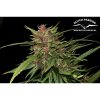 Frisian Dew feminizada de Dutch Passion