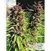 Frisian Dew feminizada de Dutch Passion
