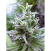 Hollands Hope feminizada de Dutch Passion