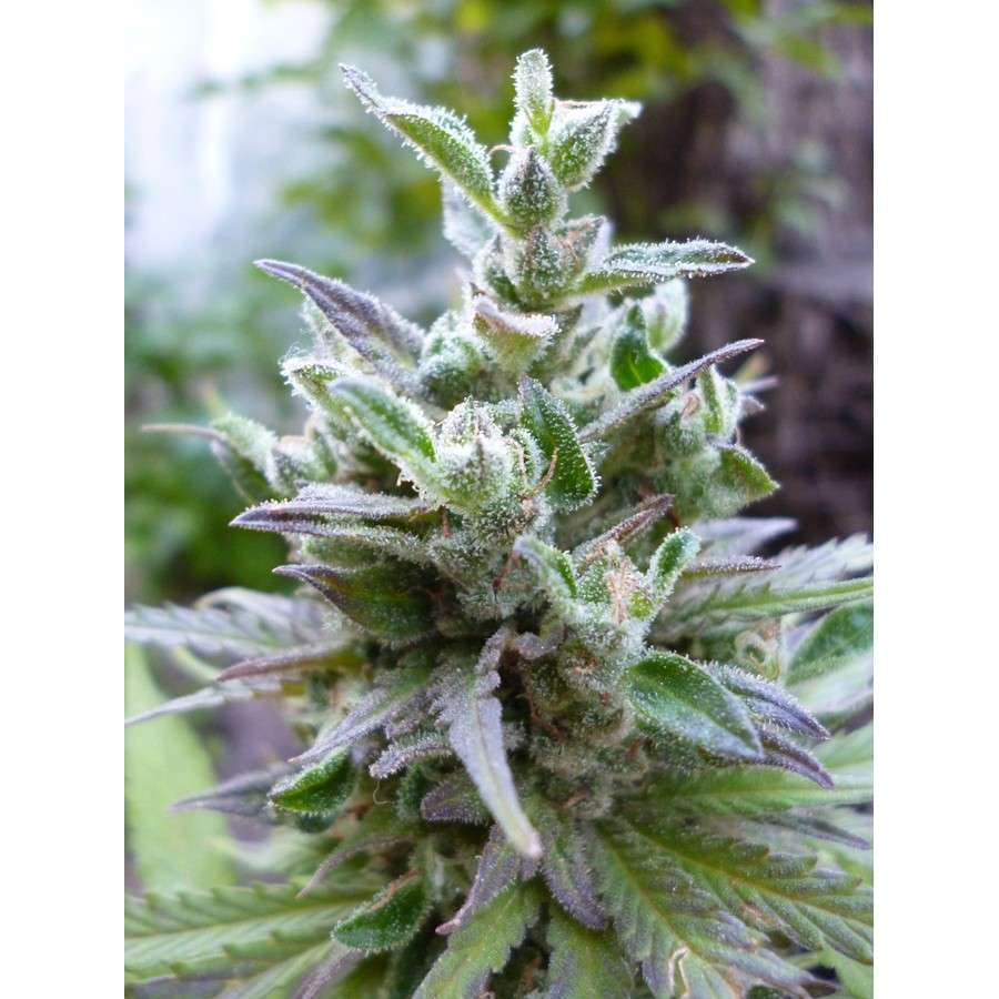 Hollands Hope feminizada de Dutch Passion