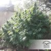 Hollands Hope feminizada de Dutch Passion