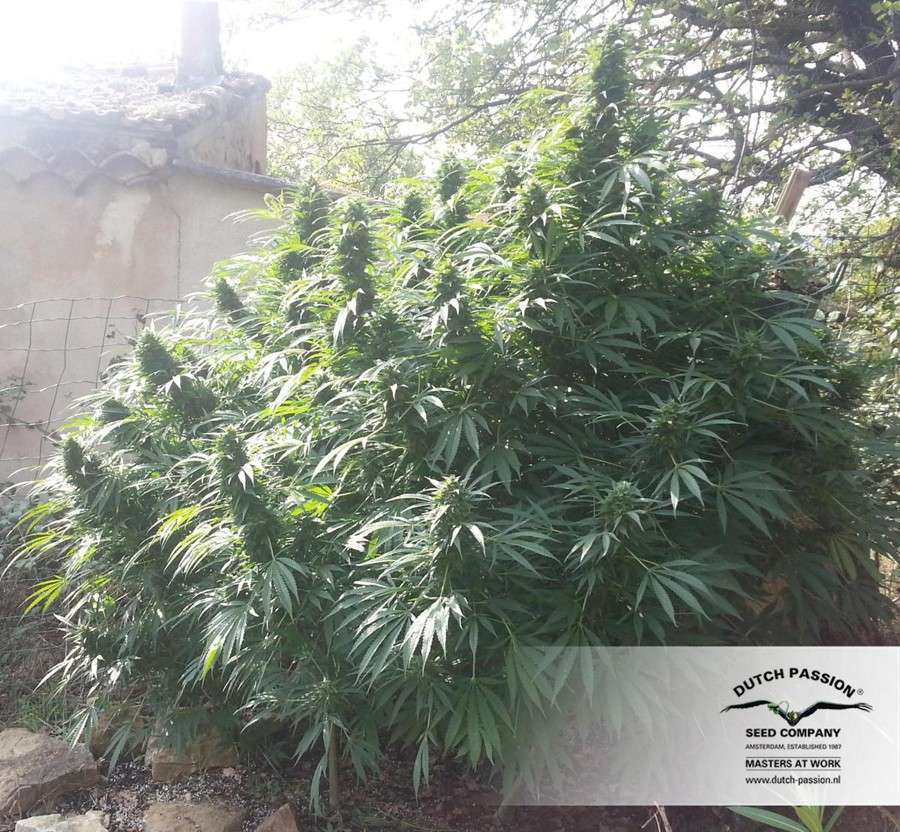 Hollands Hope feminizada de Dutch Passion