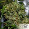 Hollands Hope feminizada de Dutch Passion