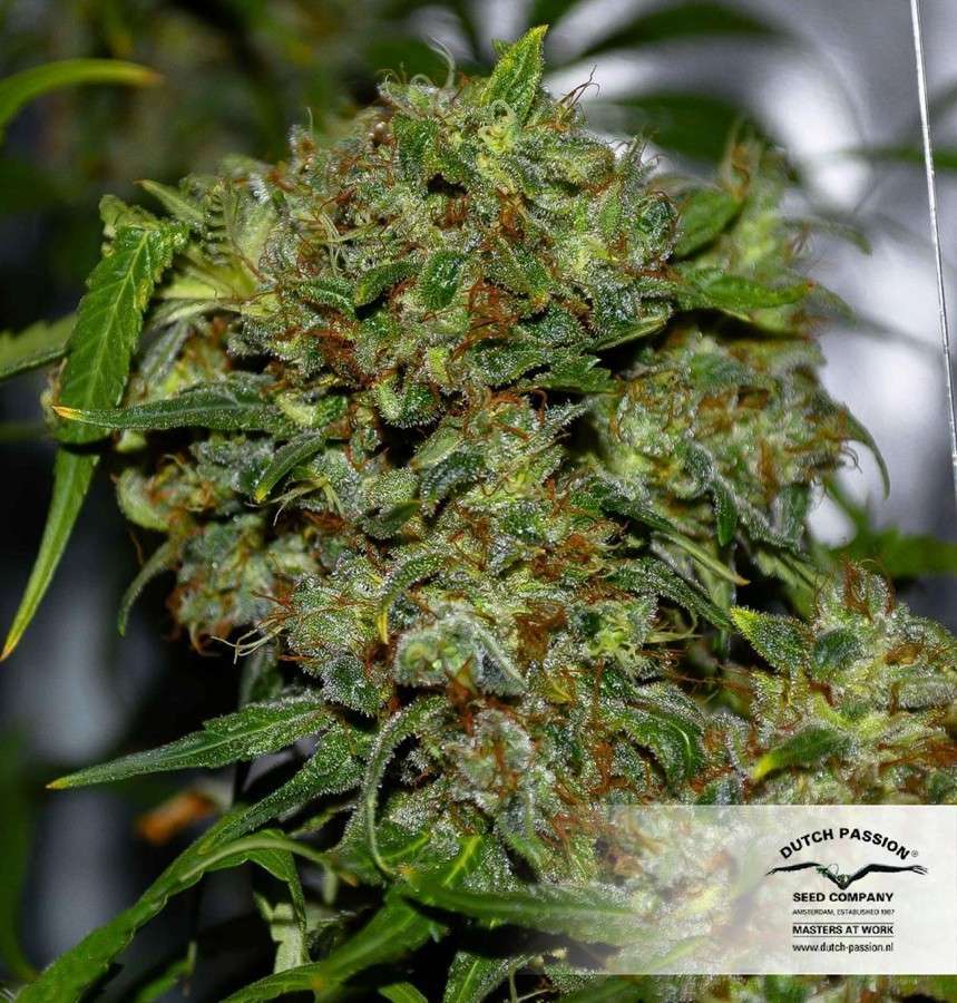 Hollands Hope feminizada de Dutch Passion