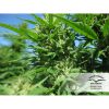 Hollands Hope feminizada de Dutch Passion