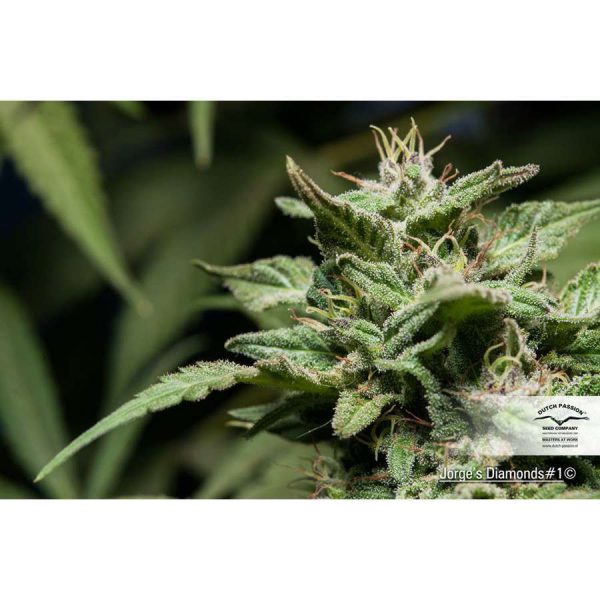 Jorge's Diamond #1 feminizada de Dutch Passion