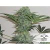Jorge's Diamond #1 feminizada de Dutch Passion