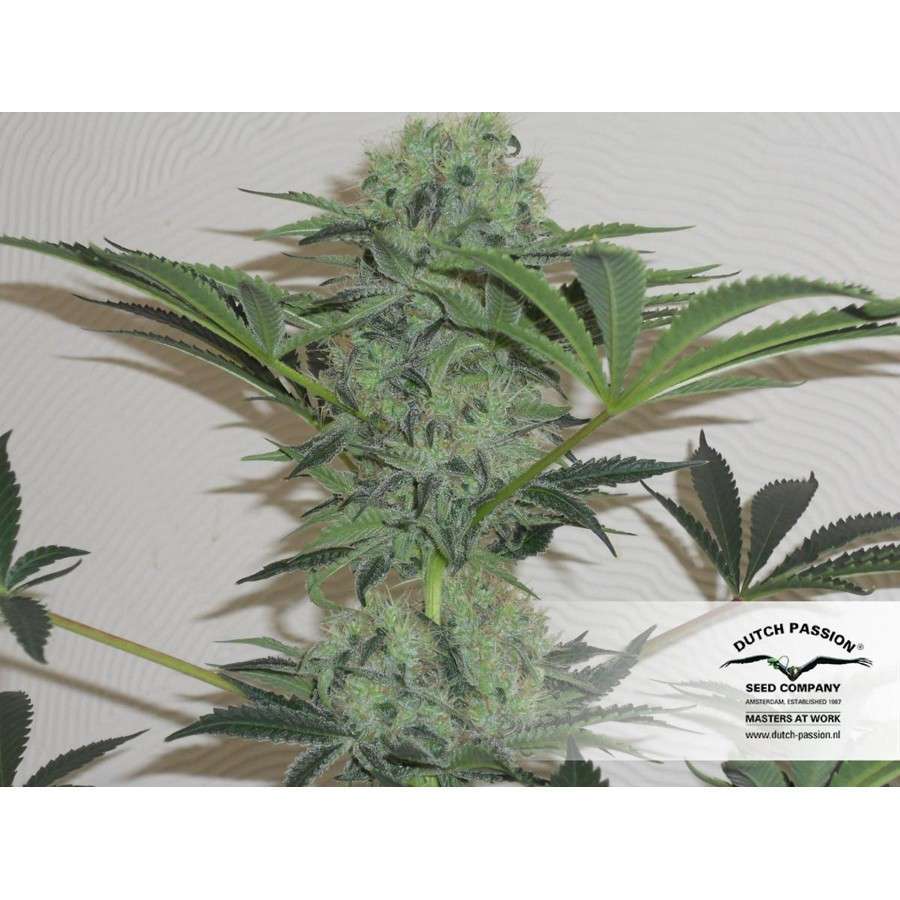 Jorge's Diamond #1 feminizada de Dutch Passion