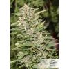 Jorge's Diamond #1 feminizada de Dutch Passion