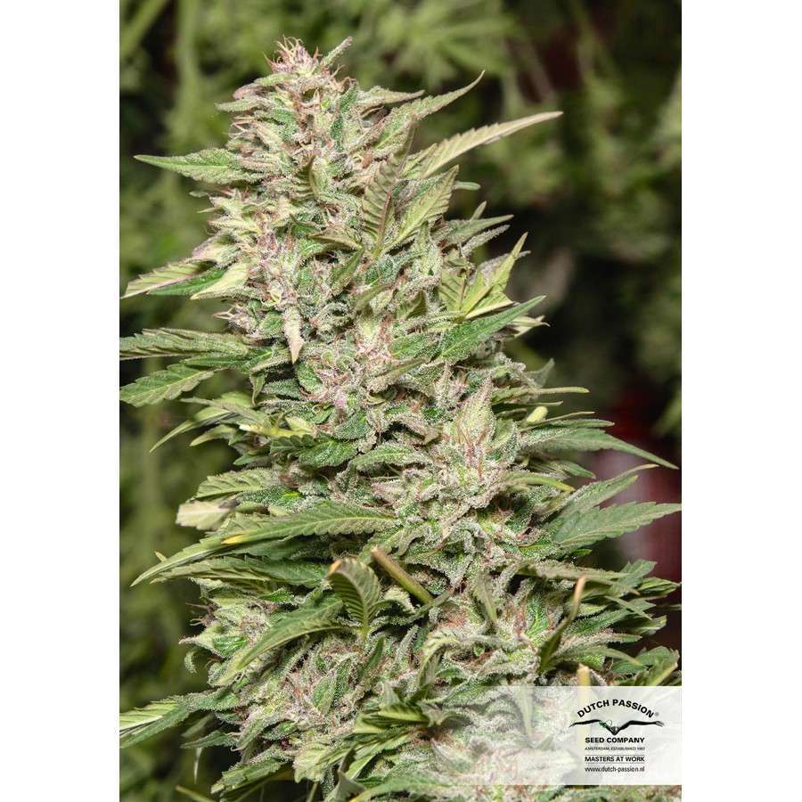 Jorge's Diamond #1 feminizada de Dutch Passion