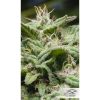 Jorge's Diamond #1 feminizada de Dutch Passion
