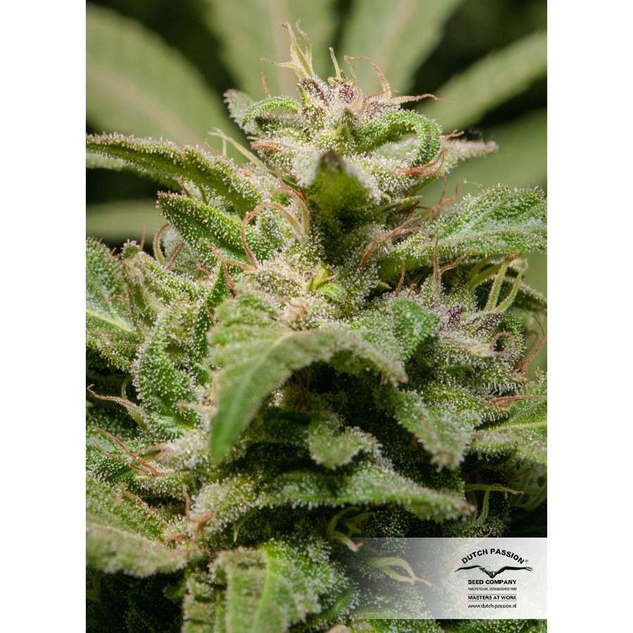 Jorge's Diamond #1 feminizada de Dutch Passion