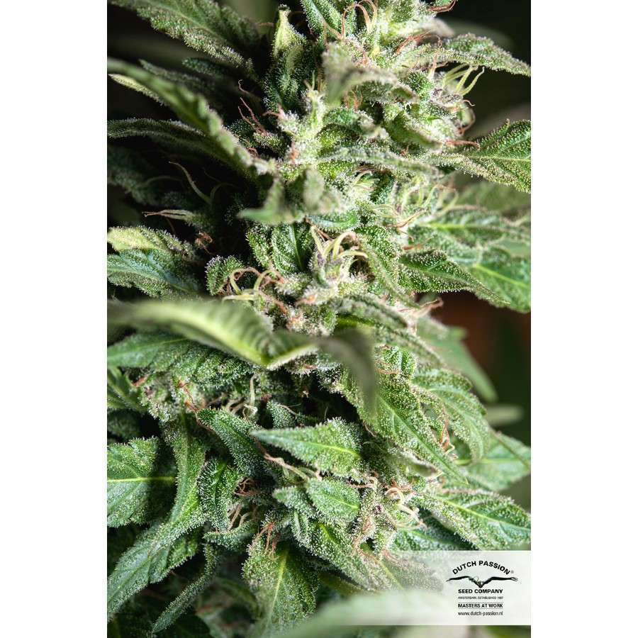 Jorge's Diamond #1 feminizada de Dutch Passion